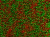 Band formation of oppositely charged colloids