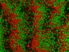 Band formation of oppositely charged colloids