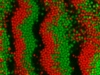 Band formation of oppositely charged colloids